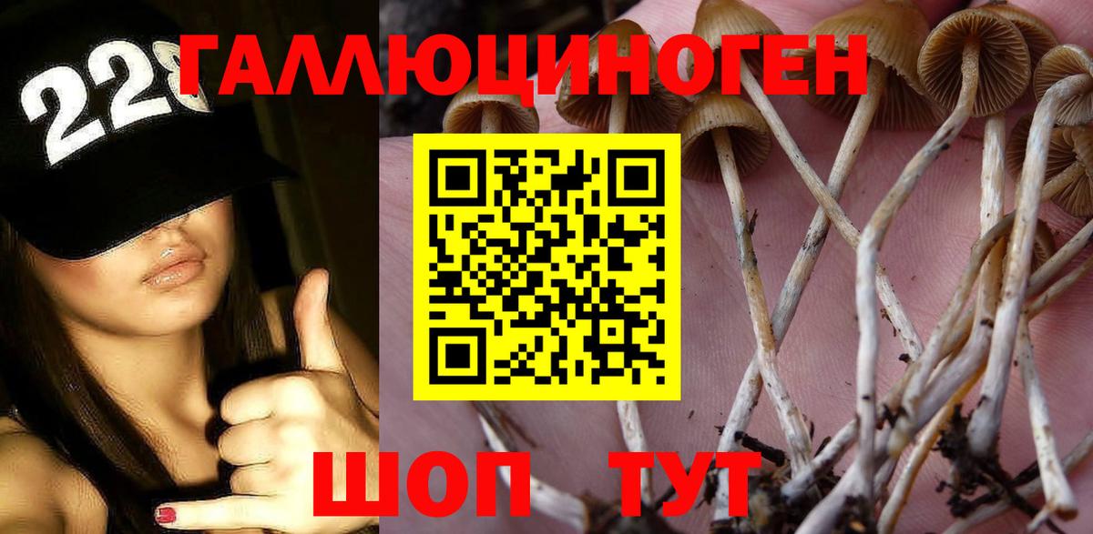Назрань  Галлюциногенные грибы Psilocybine cubensis  купить наркотик  Вход с VPN 