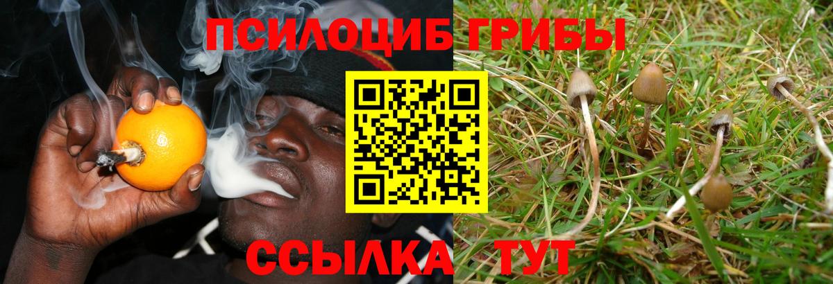 Галлюциногенные грибы Cubensis Назрань